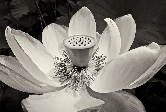 Lotus horizontal