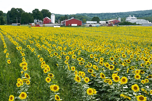 Country Farm