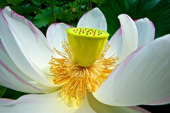 Lotus horizontal