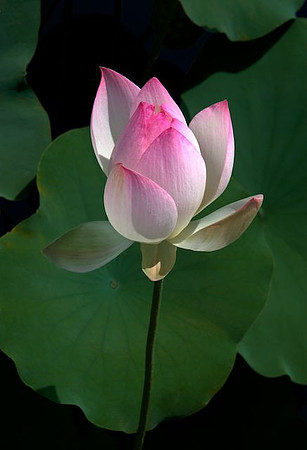 Lotus vertical