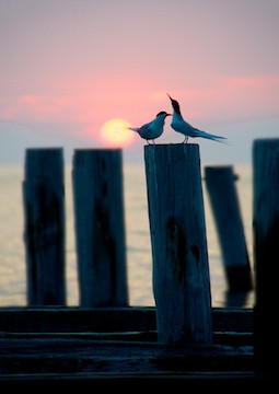 The Courtship
