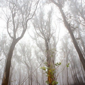 Fog