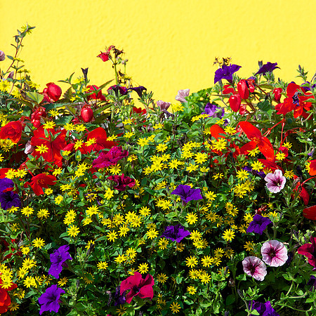 Bouquet of Color