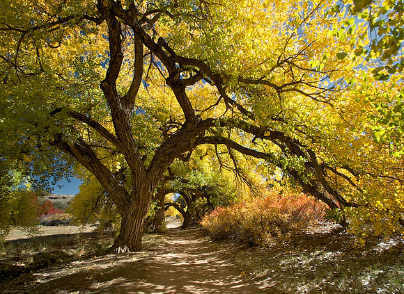 Tree Tunnel
