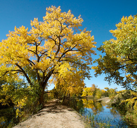 Golondrinas Trees