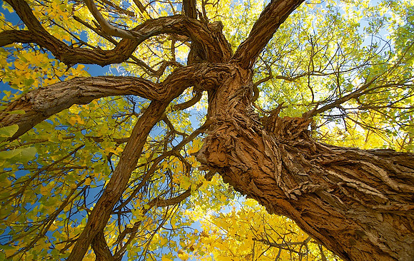 Cottonwood
