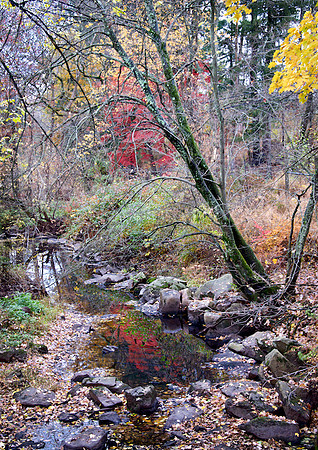 Brook in the Woods