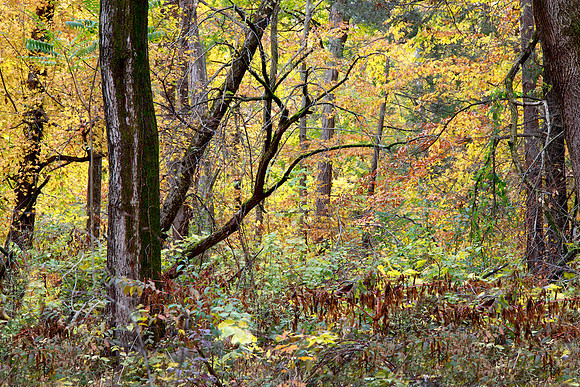 Fall Scene