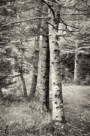 New England Fall