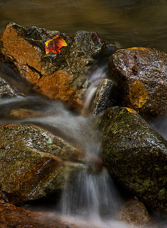 Red Leaf