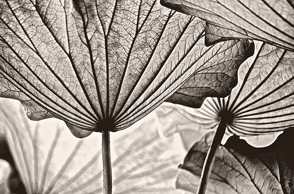 Light and Lines