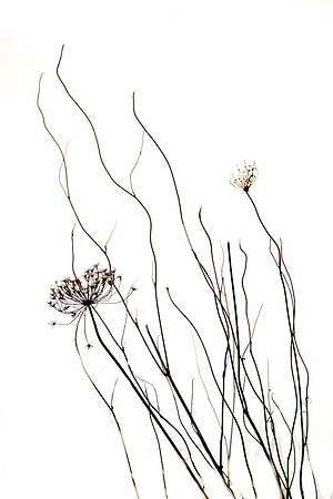 Line and Texture