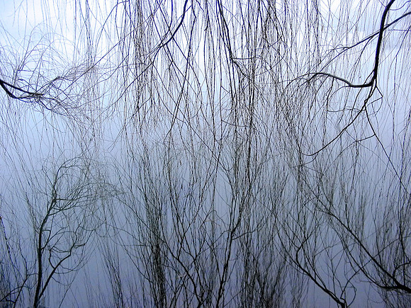 Branches in the Mist