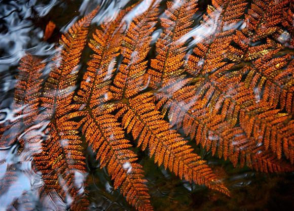 Fern Spring