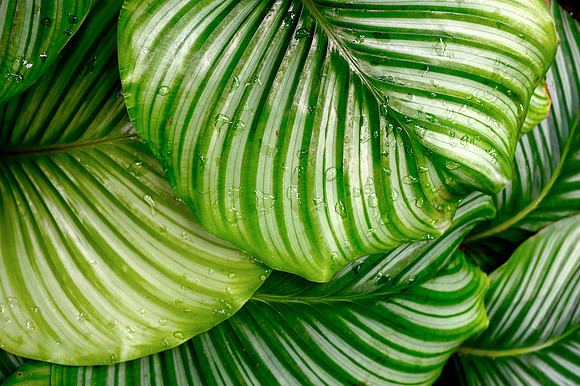 Leaves