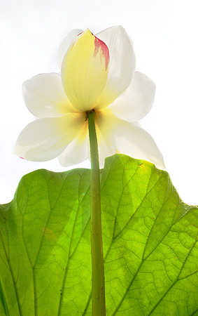 Lotus 10
