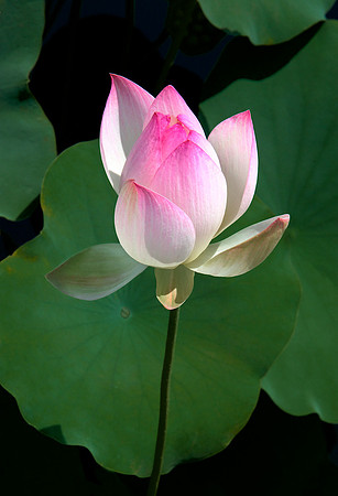 Lotus