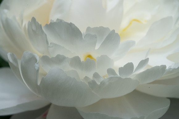 Peony