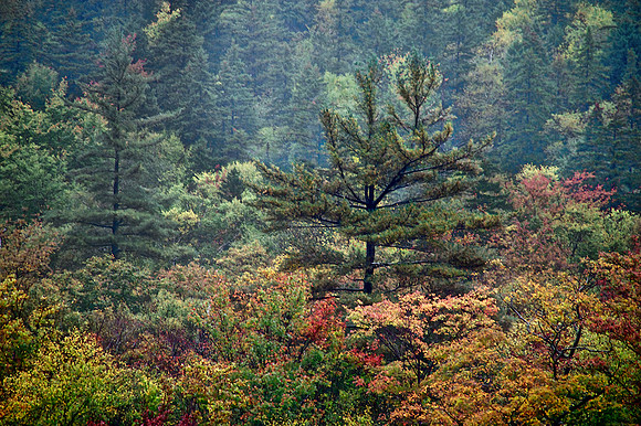 Fall