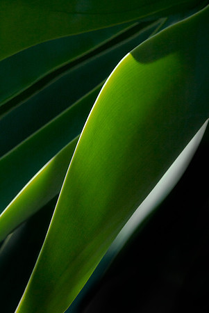 Lines of Light