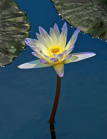 Lotus 8