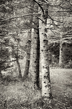 Tree 12