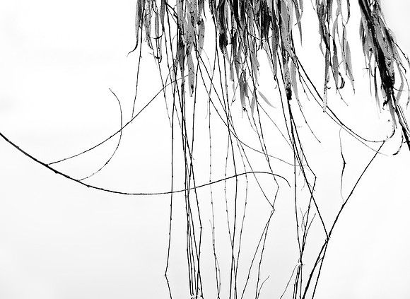 Willow Reflection