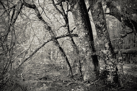 Magical Forest