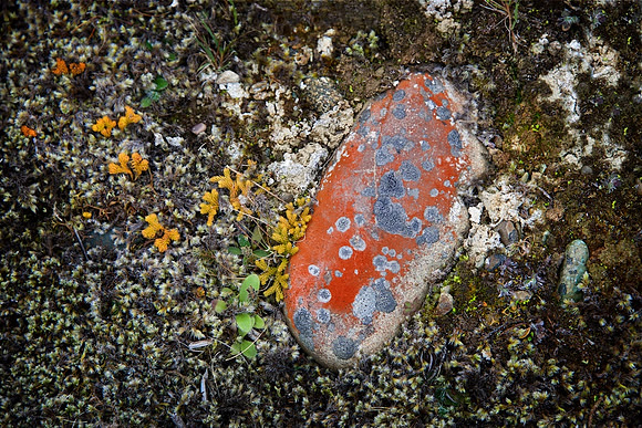 Microcosm