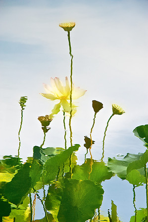 Lotus 6