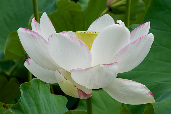 Lotus 9
