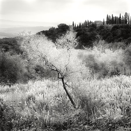 Roadside Landscape