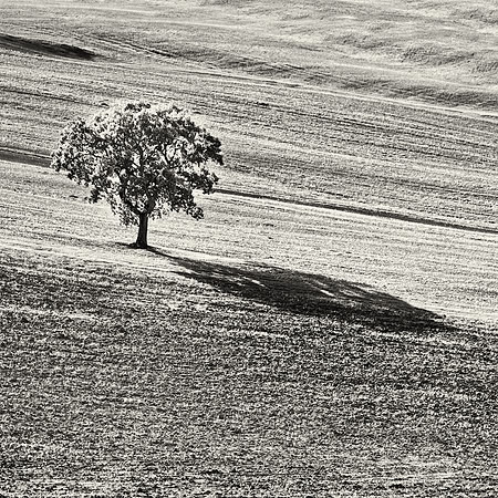 Lone Tree