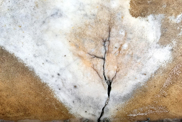 Tree in the Wind