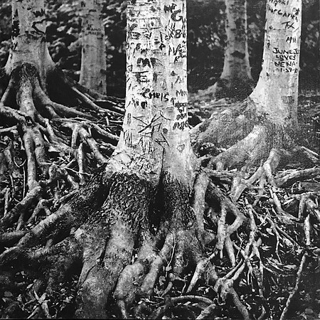 Roots