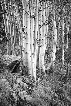 Aspens
