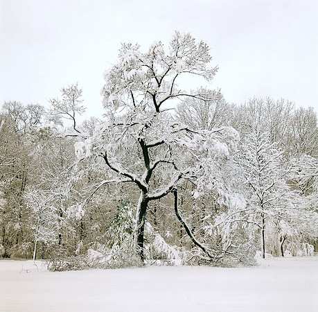 Lone Tree