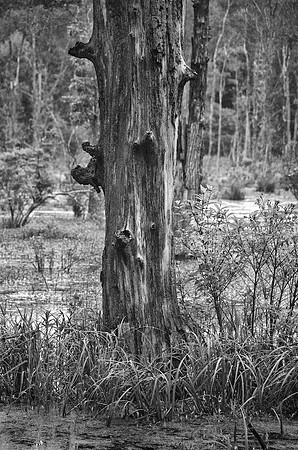 Swamp Textures