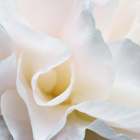 Peony 2