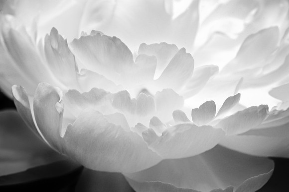 Peony