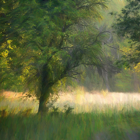 Morning Light