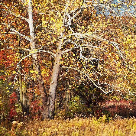 The Valley